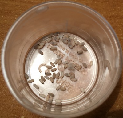 IMG_7853 — kopia.JPG