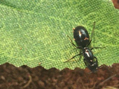 Królowa na sztucznym liściu