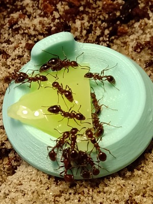 P.s. to nadal nie są wszystkie robotnice