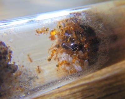 Ogólnie probówka.JPG