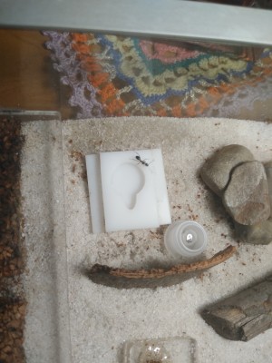 Tutaj wielkość robotnicy w porównaniu z poidełkiem