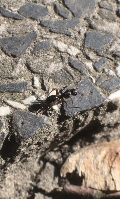 Wydaje mi się, że to C. Fallax ale moje wątpliwości budzą czerwone odnóża. Czy o aby napewno C. Fallax? Długość: 7-9mm to raczej piastunka, major miał z 10mm