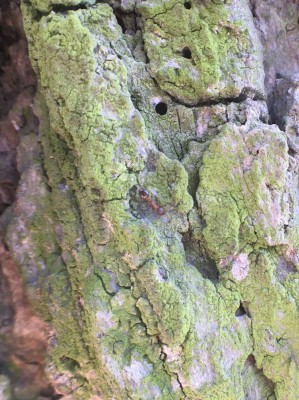 A to kompletnie nie wiem co:<br />Długość: 2-3mm Podwójny stylik. Pomarańczowa.