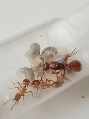 A tak wygląda kolonia teraz  ;-;