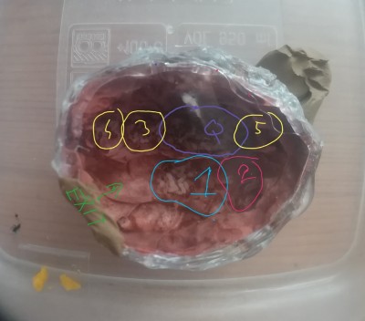 podział na komory.jpg