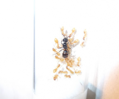 [url]https://www.google.com/url?sa=i&amp;url=http%3A%2F%2Fwww.myrmeblog.pl%2Flasius-fuliginosus%2F&amp;psig=AOvVaw0gXW4mnthrgfLxLyEVI4xL&amp;ust=1595666283189000&amp;source=images&amp;cd=vfe&amp;ved=0CA0QjhxqFwoTCOCBjKi-5eoCFQAAAAAdAAAAABAJ[/url]