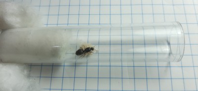 Lasius niger