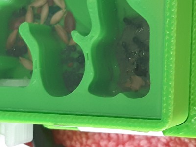 Zdjęcie Formikarium :D