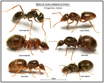 lasius.jpg