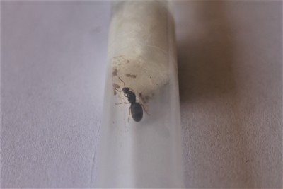 Zaraz po rozpakowaniu - kolonia