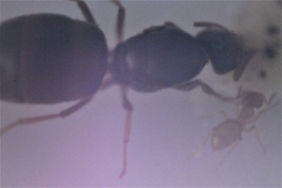 Królowa właśnie wchodzi w pułapkę