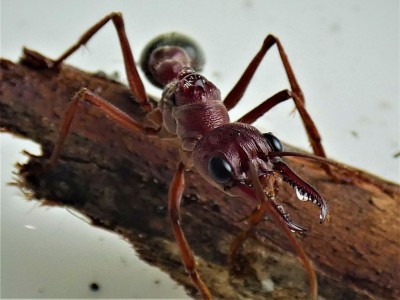 myrmeciabrevinoda_1024x1024.jpg
