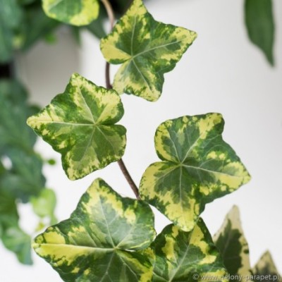 hedera-helix-golden-kolibri-bluszcz (1).jpg