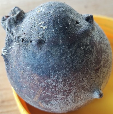 A to zdjęcie możliwego gniazda