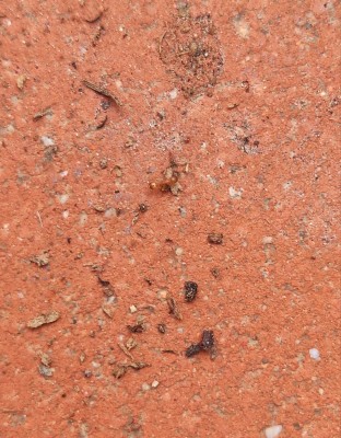 To mrówka. Jakość lepsza nie może być ponieważ wyświetla się błąd.