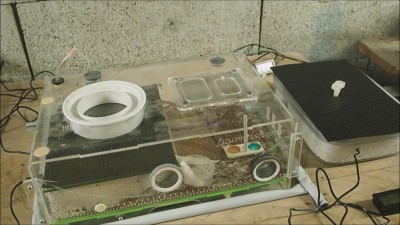 myrmecia pyriformis_Moment.jpg