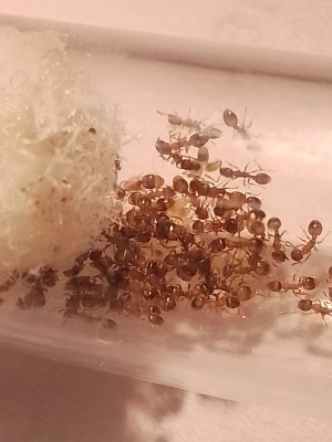 Temnothorax crassispinus