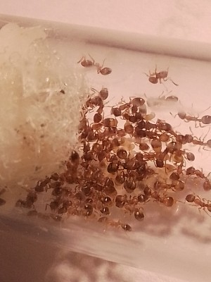 Temnothorax crassispinus