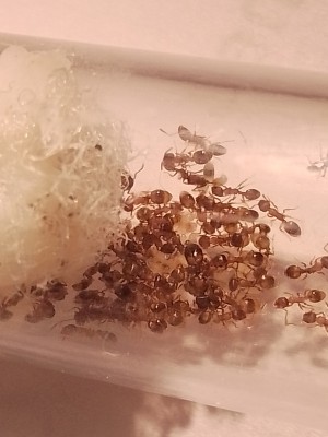 Temnothorax crassispinus