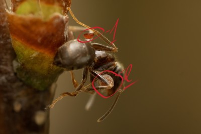 _IMG9779_ co to jest przy kolanach_2.jpg