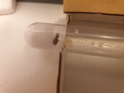 Poczytałem i dowiedziałem się że jedzą owoce i miód w takim razie zamieniłem się w kucharza i dałem to i to na kawałek jabłka położyłem miód i puki co nie je tylko od 1 godziny pije wodę