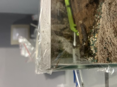 Próbowałem zrobic zdjecie uciekinierów