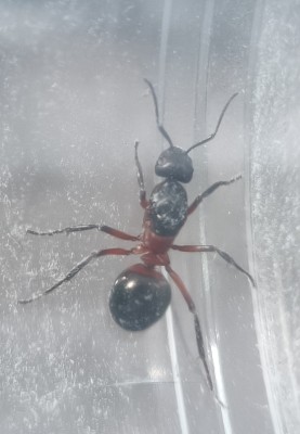 Na tym zdjęciu jest największą jaką widziałem do tej pory .... Większa niż królowa hurtnic