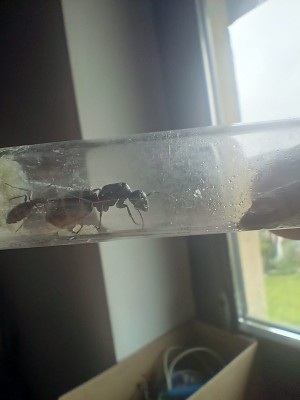 WhatsApp Image 2025-05-24 at 14.42.03_8941bd9e.jpg