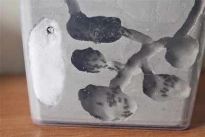 Przejście kolonii z próbówki do gniazda jest na filmach.