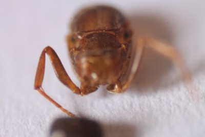 Te białe plamki to roztocza?