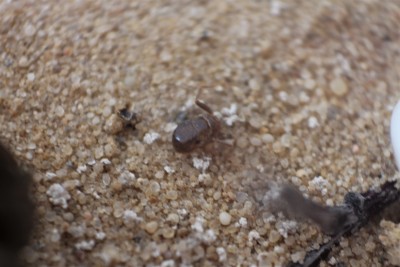 Segment między głową a odwłokiem.