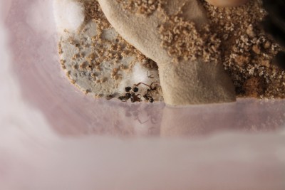 Tutaj widać głowę i jedną nogę królowej.