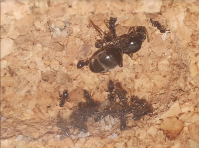 Zrzut ekranu (5).png