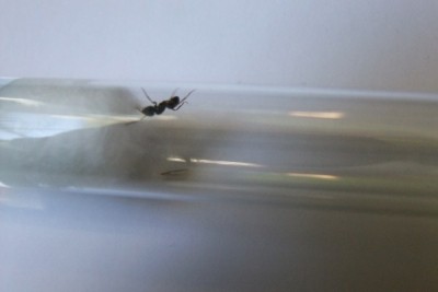 DSCF2608 (600 x 400).jpg